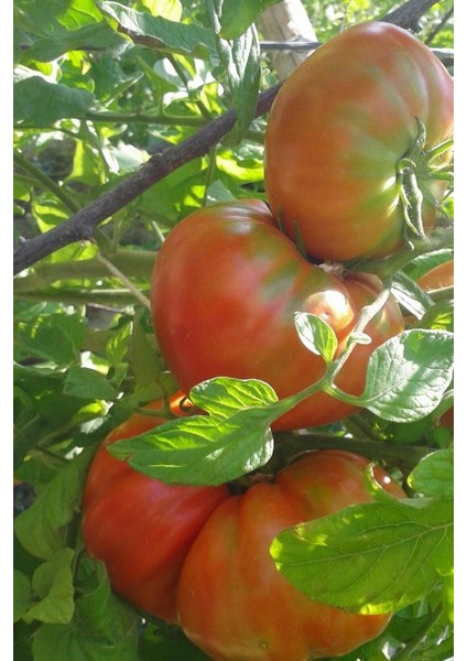 Bursa Yayla Domatesi Tohumu / 5+ Adet Tohum