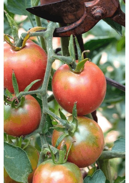 Bursa Yayla Domatesi Tohumu / 5+ Adet Tohum