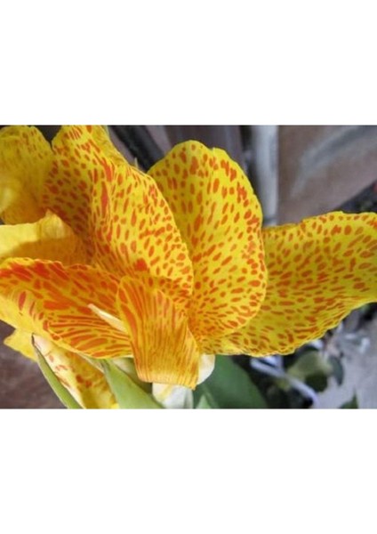 5 Adet Yellow Canna Lıly Tohumu