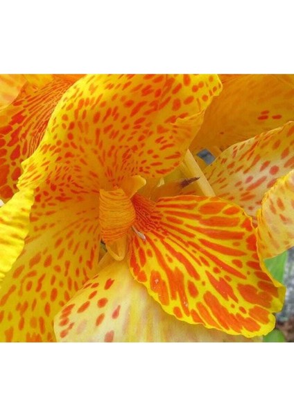 5 Adet Yellow Canna Lıly Tohumu modelleri