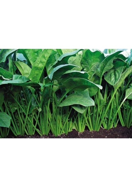 Yediveren Ispanak Tohumu (300 Tohum)