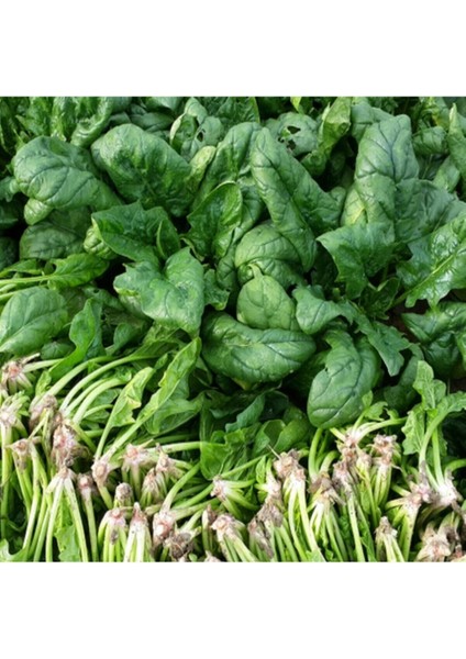 Yediveren Ispanak Tohumu (300 Tohum) fiyatları