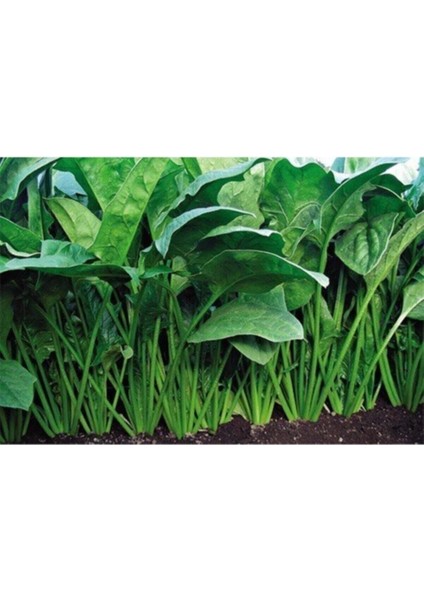 Yediveren Ispanak Tohumu (300 Tohum) modelleri