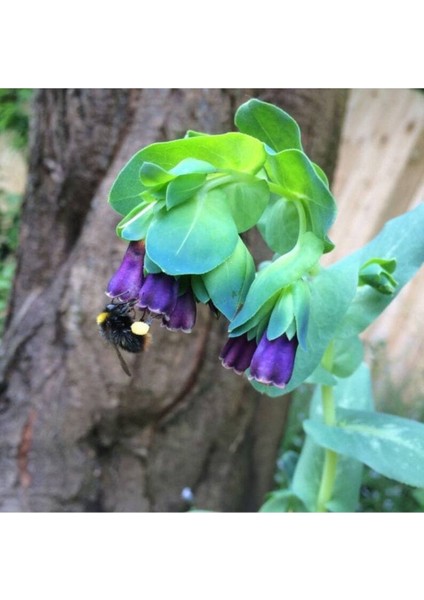 10 Adet Cerinthe Major, Pride Of Gibraltar, Honeywort Tohumu