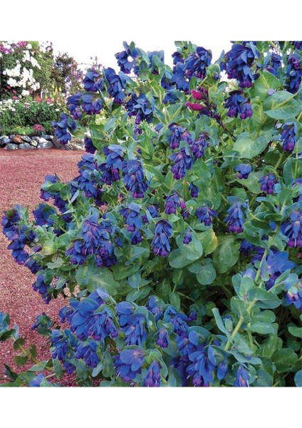 10 Adet Cerinthe Major, Pride Of Gibraltar, Honeywort Tohumu