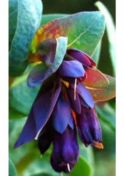 10 Adet Cerinthe Major, Pride Of Gibraltar, Honeywort Tohumu