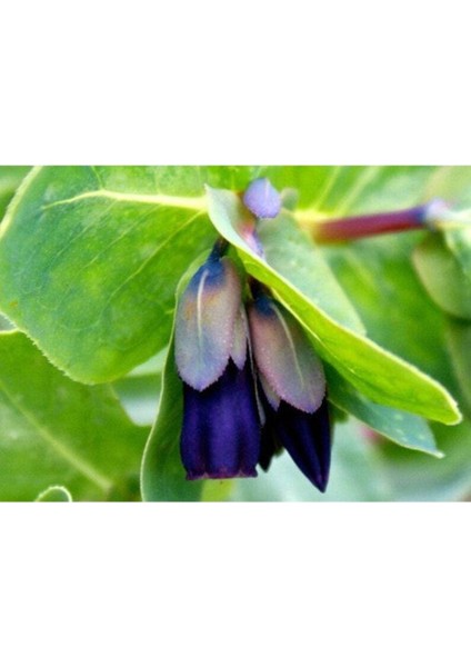 10 Adet Cerinthe Major, Pride Of Gibraltar, Honeywort Tohumu