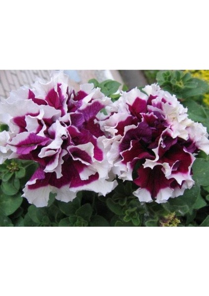10 Adet Natural Double Petunia Piruet Purpurnaya Tohumu