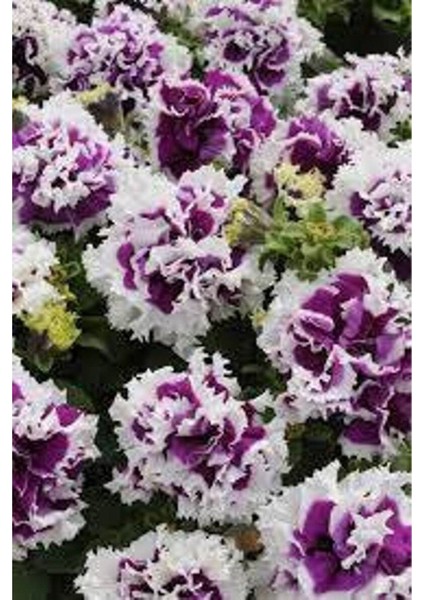 10 Adet Natural Double Petunia Piruet Purpurnaya Tohumu