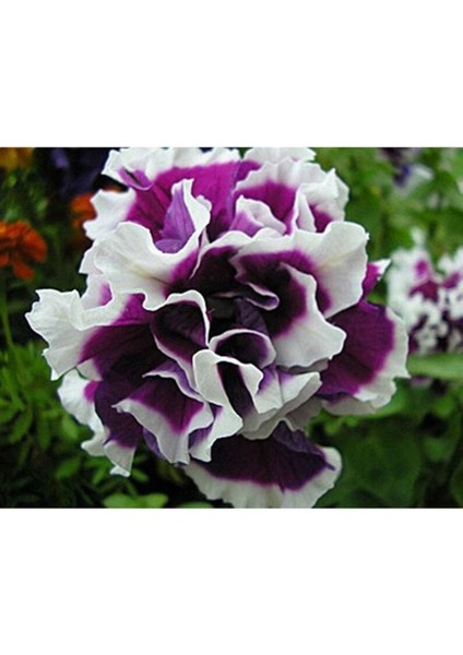 10 Adet Natural Double Petunia Piruet Purpurnaya Tohumu