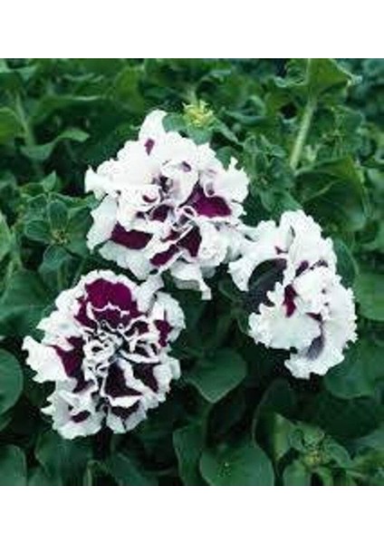 10 Adet Natural Double Petunia Piruet Purpurnaya Tohumu