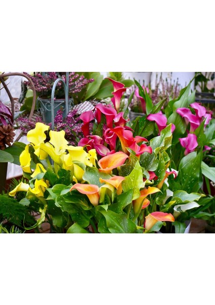 10 Adet Big Calla Lily Mix Colors Tohumu