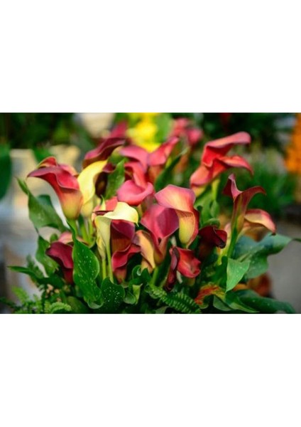10 Adet Big Calla Lily Mix Colors Tohumu