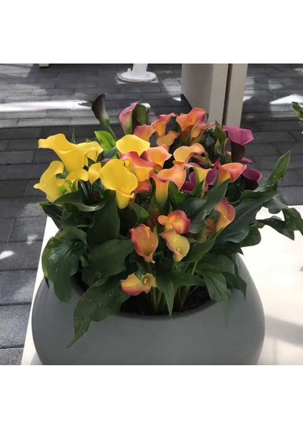10 Adet Big Calla Lily Mix Colors Tohumu