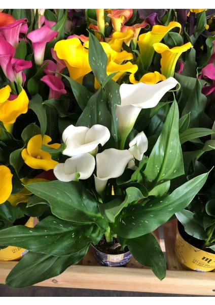 10 Adet Big Calla Lily Mix Colors Tohumu