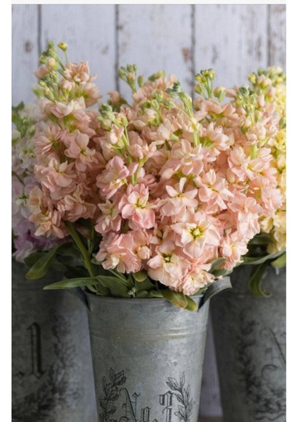 5 Adet Apricot Matthiola Incana Tohumu