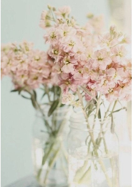 5 Adet Apricot Matthiola Incana Tohumu