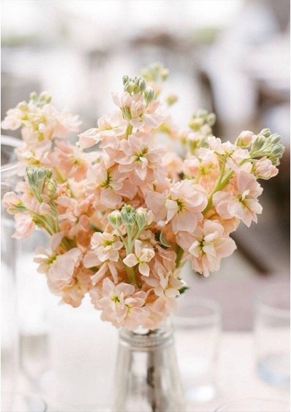 5 Adet Apricot Matthiola Incana Tohumu