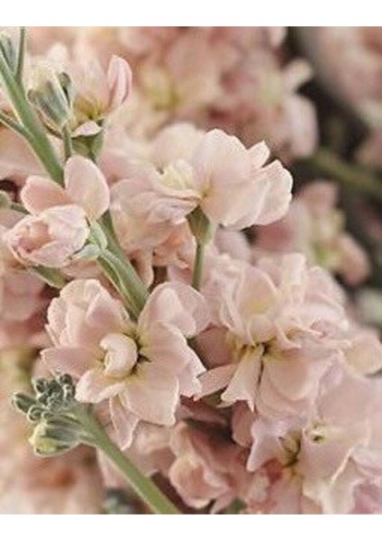 5 Adet Apricot Matthiola Incana Tohumu
