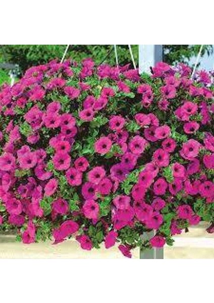 10 Adet Natural Creeping Petunia Purple Tohumu