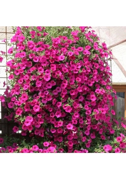 10 Adet Natural Creeping Petunia Purple Tohumu