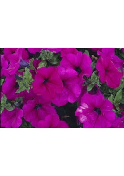 10 Adet Natural Creeping Petunia Purple Tohumu