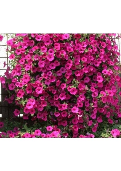10 Adet Natural Creeping Petunia Purple Tohumu