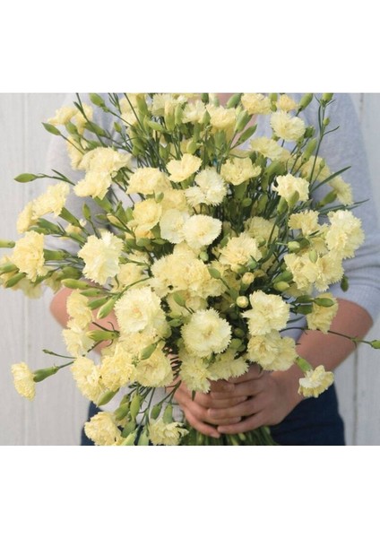 10 Adet Heirloom Vintage Cream Yellow Carnation Tohumu