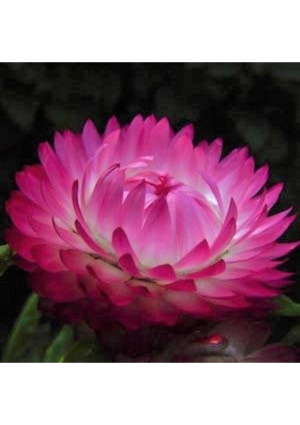 5 Adet Bright Rose Strawflower Tohumu
