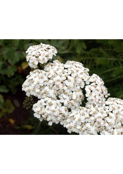 10 Adet White Yarrow Wildflower Tohumu