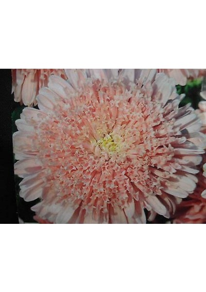 10 Adet Lovely Double-Flowered Sidonia Asters Tohumu