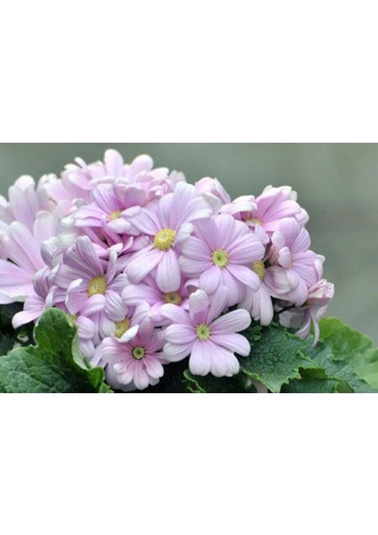 20 Adet Pembe Cineraria Çiçek Tohumu