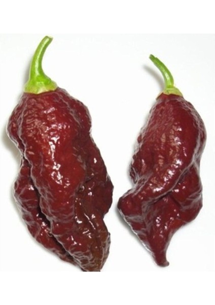 20 Adet Kahverengi Bhut Jolokia Biber Tohumu