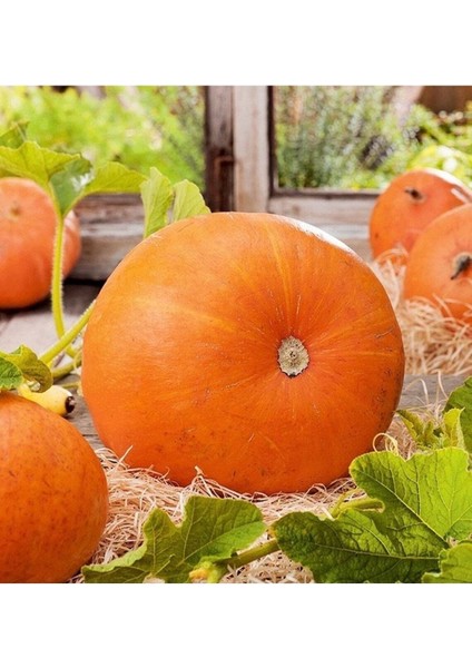 10 Adet Giant Pumpkin - Big Max Halloween Bal Kabağı Tohumu modelleri
