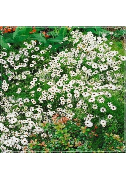 20 Adet White Splendor Brachycome Tohumu