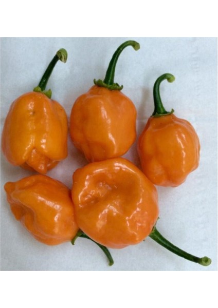 Çok Acı Habanero Biberi Tohumu 5 Adet Tohum Biber Tohumu fiyatları