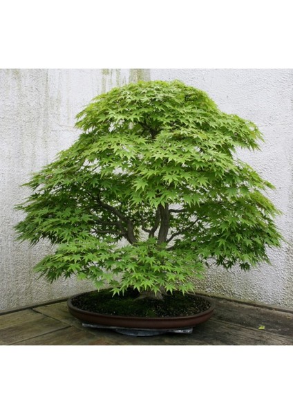 Bodur Japon Redwood Bonzai Ağacı Tohumu 5 Adet Bonsai Ağacı Tohumu