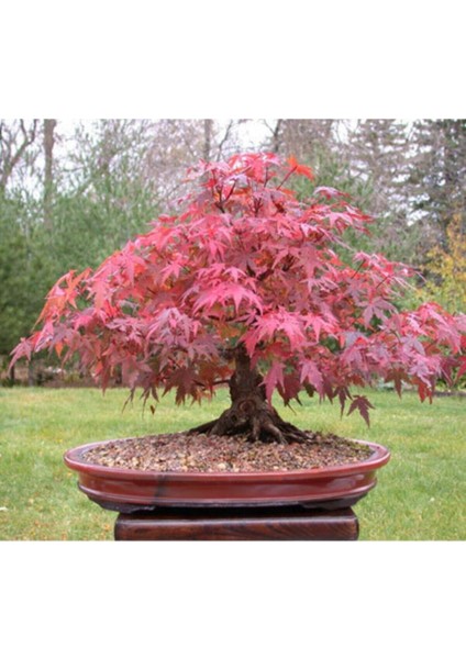 Bodur Japon Redwood Bonzai Ağacı Tohumu 5 Adet Bonsai Ağacı Tohumu