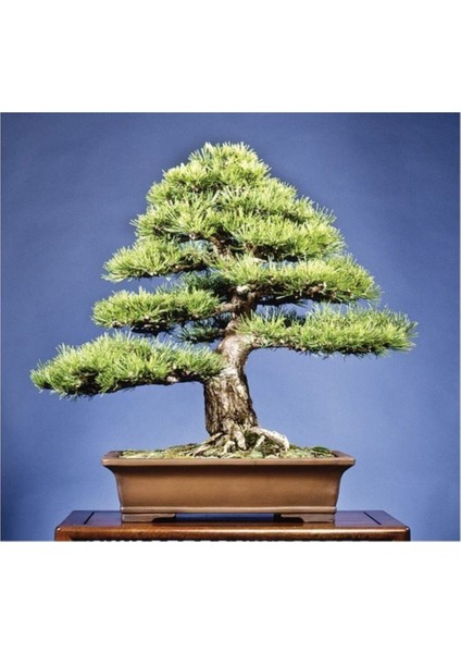 Karaçam Bonzai Ağacı Tohumu 5 Adet Bonsai Ağacı Tohumu