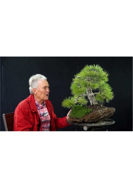 Karaçam Bonzai Ağacı Tohumu 5 Adet Bonsai Ağacı Tohumu