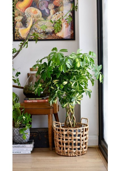 Alacalı Şeflera Bitkisi - 60-80 cm - Schefflera Gold Capella - İç Mekan Bitkileri