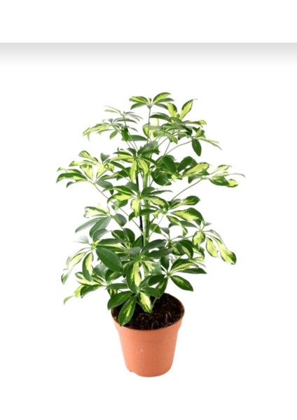 Alacalı Şeflera Bitkisi - 60-80 cm - Schefflera Gold Capella - İç Mekan Bitkileri