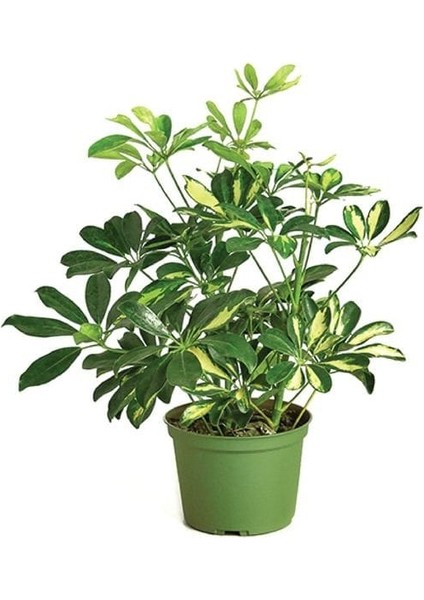 Alacalı Şeflera Bitkisi - 60-80 cm - Schefflera Gold Capella - İç Mekan Bitkileri