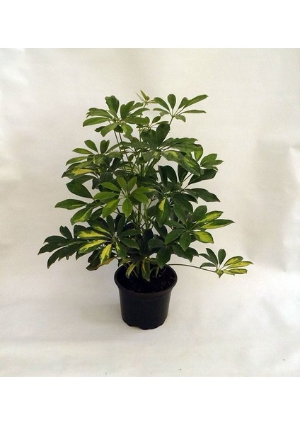 Alacalı Şeflera Bitkisi - 60-80 cm - Schefflera Gold Capella - İç Mekan Bitkileri