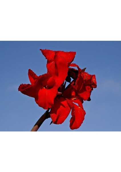 5 Adet Red Canna Lily Tohumu