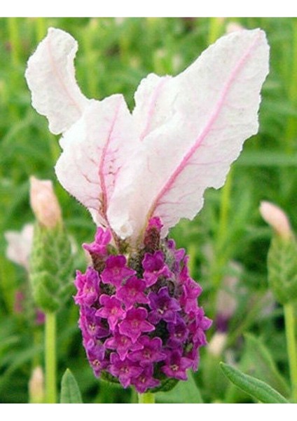 10 Adet Pink Spanish Lavender Tohumu