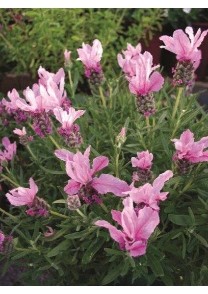 10 Adet Pink Spanish Lavender Tohumu