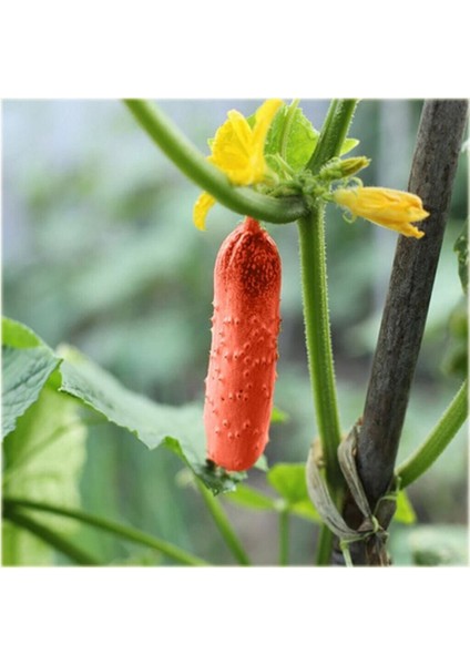 Nadir Ithal Kırmızı Salatalık Tohumu 5 Adet Tohum Red Cucumber modelleri