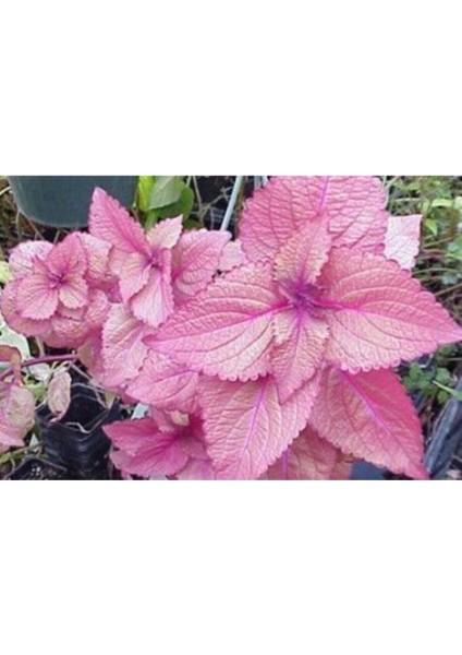 Soft Pembe Kolyos Yaprağı Tohumu (Yaprağıgüzel) 10 15 Adet