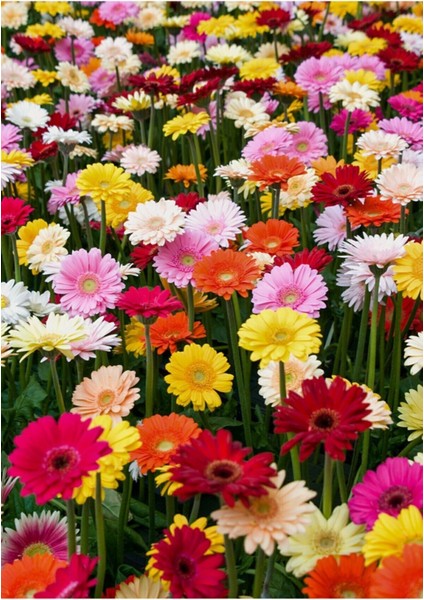 Karışık Renkli Gerbera Çiçeği Tohumu